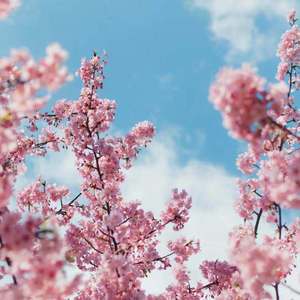 成人免费观看国产高清
